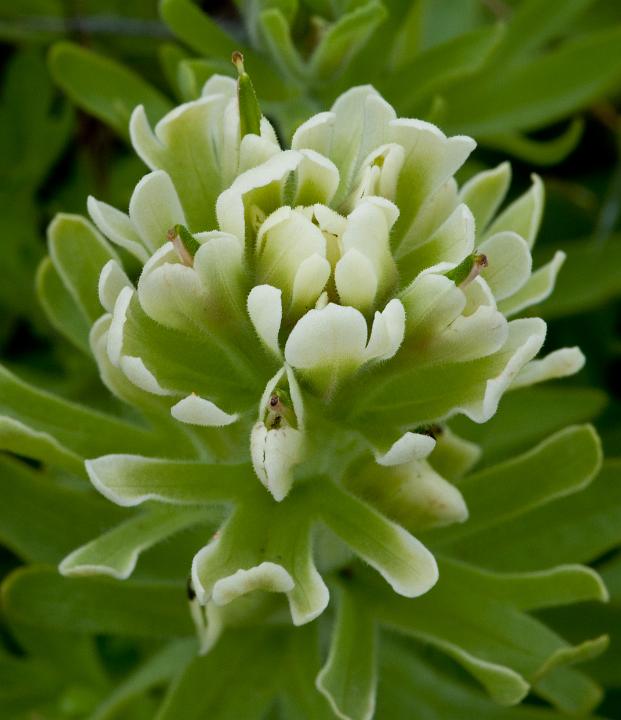 Castilleja xanthotricha, Yellow Hair Paintbrush.jpg